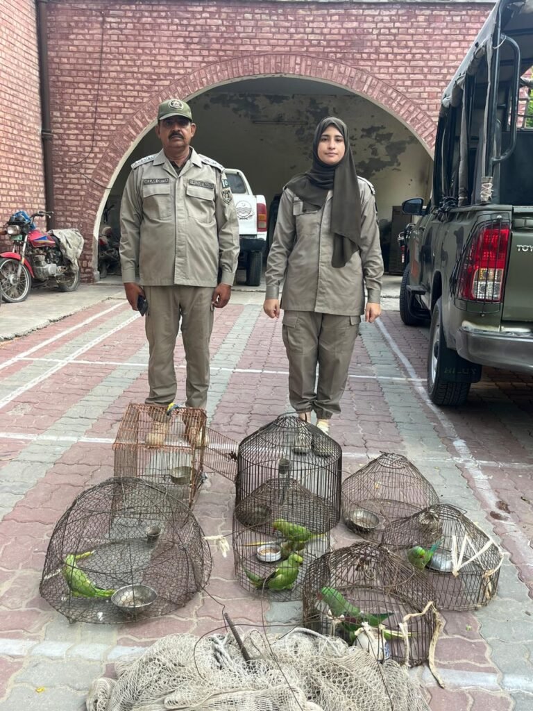طوطے ، تیتر اور کیسٹرل ، ظالم شکاری ننھے پرندوں کے دشمن ، وائلڈ لائف نے آزاد فضاوں میں چھوڑے ، منظر دیکھ کر سبھی حیران 1 WhatsApp Image 2026 08 23 at 1.23.26 PM 1 1